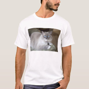 Camiseta Gata Ragdoll fêmea