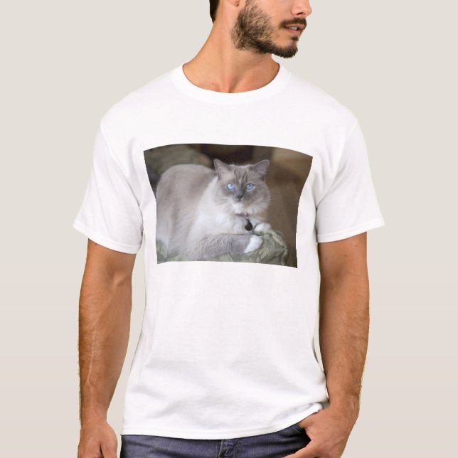 Camiseta Gata Ragdoll fêmea (Frente)