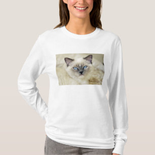 Camiseta Gatinho Ragdoll