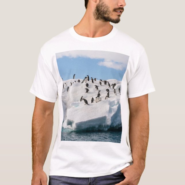 Camiseta Gentoo Penguin Antártica Iceberg Playtime (Frente)