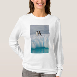 Camiseta gentoo penguin, Pygoscelis Papua, no gelo glacial