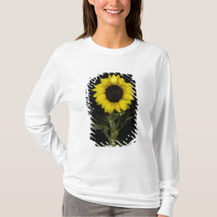 Camiseta Girassol 11