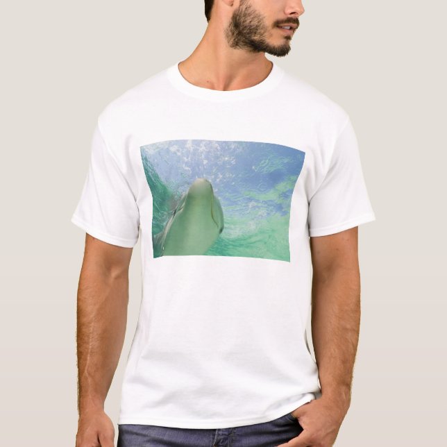 Camiseta Golfinho-nariz-de-garrafa (Tursiops truncatus) (Frente)