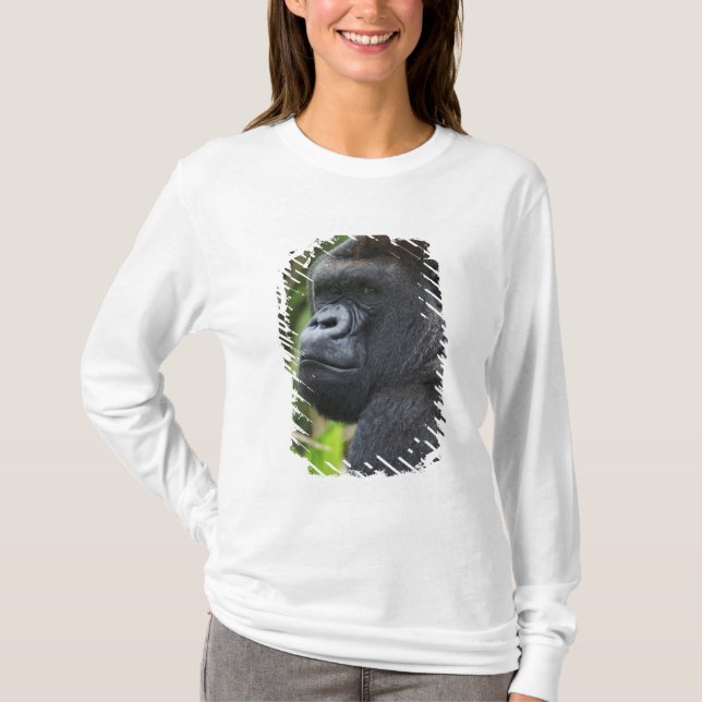 Camiseta Gorila-de-costas-silverback, Gorila Cativo (Frente)