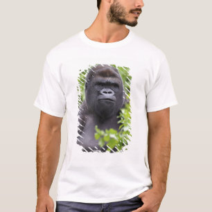 Camiseta Gorila-de-costas-silverback, Gorilla gorilla,