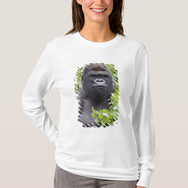 Camiseta Gorila-de-costas-silverback, Gorilla gorilla, (Frente)
