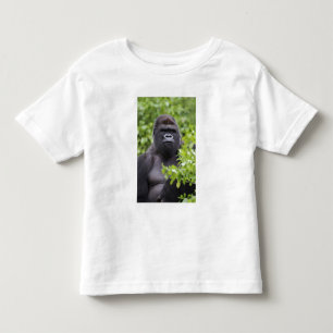 Camiseta Gorila-de-costas-silverback, Gorilla gorilla,
