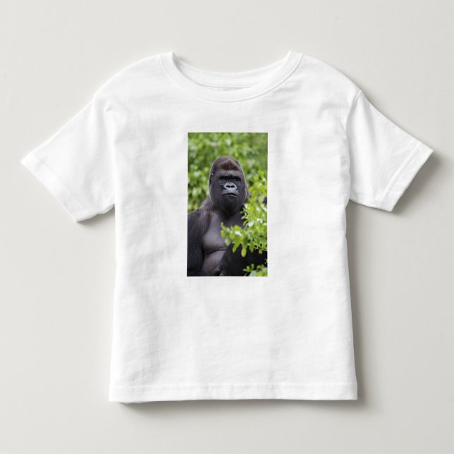 Camiseta Gorila-de-costas-silverback, Gorilla gorilla, (Frente)