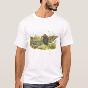 Camiseta Gould - Ruff - Philomachus pugnax
