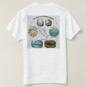 Camiseta Gráficos do Ciclo de Vida do Salmão Kokanee