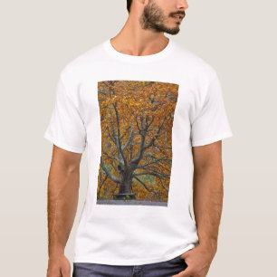 Camiseta Grande árvore de bordo no outono, Bass Lake, perto