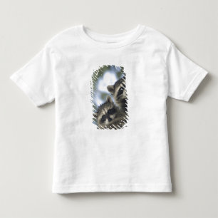 Camiseta Guaxinins Procyon Lotor) do Fish Lake, Central