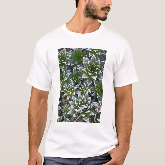 Camiseta Hen & Chicks suculenta com geada no início (Frente)