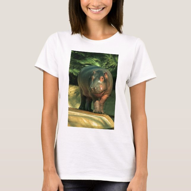 Camiseta Hipopótamo de anão (Choeropsis liberiensis) (Frente)