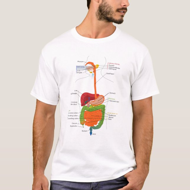 Camiseta Human Body Digestive System Gastrointestinal Tract (Frente)