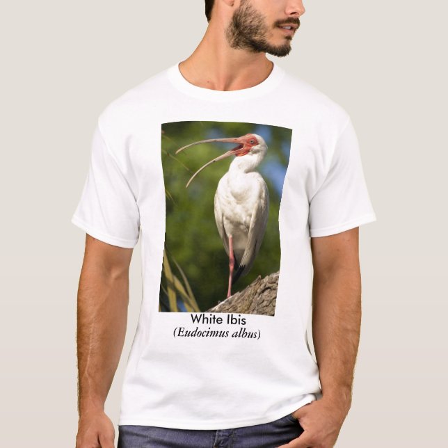 Camiseta Íbis brancos, (Eudocimus… (Frente)