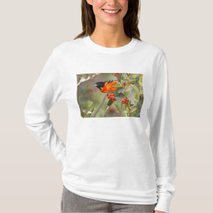 Camiseta Ilha de South Padre, Texas, EUA, Baltimore Oriole