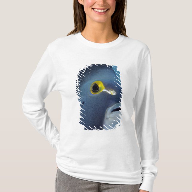 Camiseta Ilhas Cayman, Peixe-anjo-francês Pomacanthus (Frente)