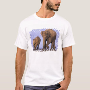 Camiseta Índia, Parque Nacional Nagarhole. Elefante asiátic