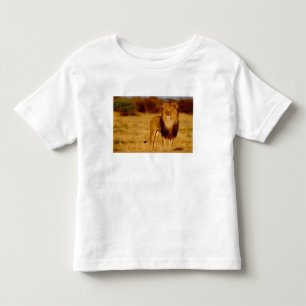 Camiseta Infantil África, Namíbia, Okonjima. Leão macho solitário