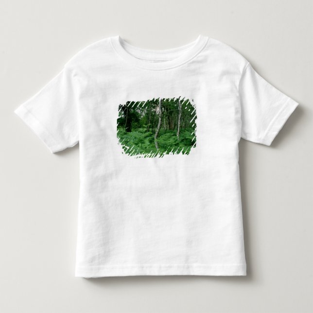 Camiseta Infantil Árvores de vidoeiro de prata e samambaias, (Frente)
