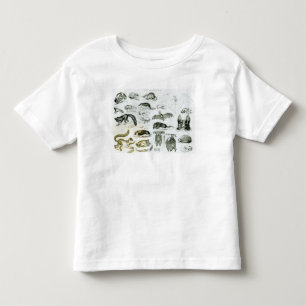 Camiseta Infantil Cheiroptera, Insectivora