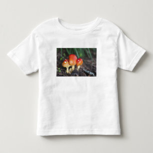 Camiseta Infantil cogumelo da família Amanita