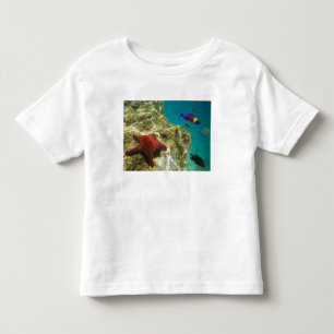 Camiseta Infantil Cortez Rainbow Wrasse macho e fêmea e mar
