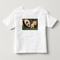 Dois filhotes de panda no arbusto de bambu, Wolong