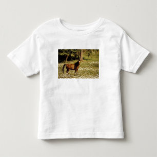 Camiseta Infantil EUA, Oregon. Cavalo em campo de margaridas