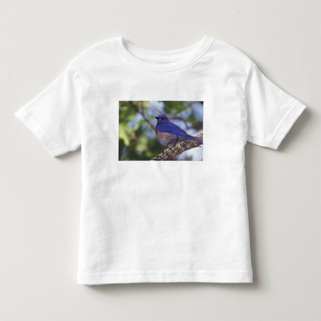 Camiseta Infantil EUA, Oregon. Macho de Azulinho-ocidental (Frente)