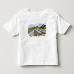 Camiseta Infantil EUA, WA, Sequim, Purple Haze Lavender Farm