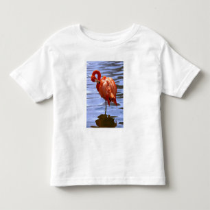 Camiseta Infantil Flamingo numa perna na água