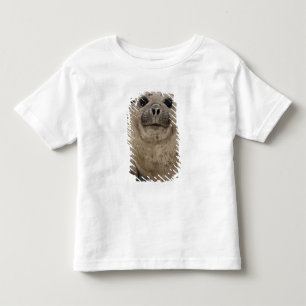 Camiseta Infantil Foca-Elefantina-Sul (Mirounga leonina)