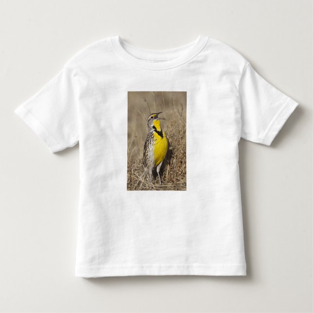 Camiseta Infantil Largo-do-oeste (Strunella neglecta) (Frente)