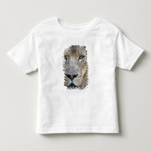 Camiseta Infantil Leão masculino adulto no zoológico de Sacramento, 
