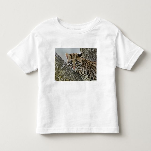 Camiseta Infantil Ocelot, Felis pardalis, em cativeiro, descansos fe (Frente)