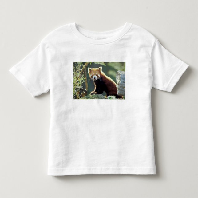 Camiseta Infantil Panda Vermelho Ailurus fulgens) (Frente)