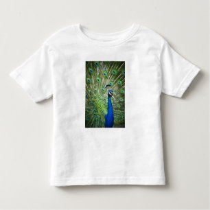 Camiseta Infantil Pavão gritando