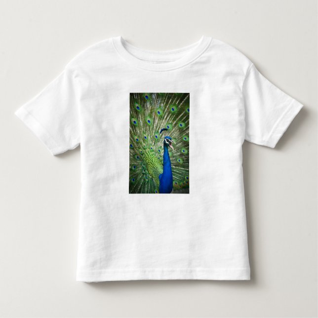 Camiseta Infantil Pavão gritando (Frente)