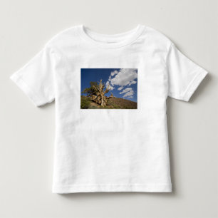 Camiseta Infantil Pinheiro Bristlecone na Floresta Antiga Bristlecon