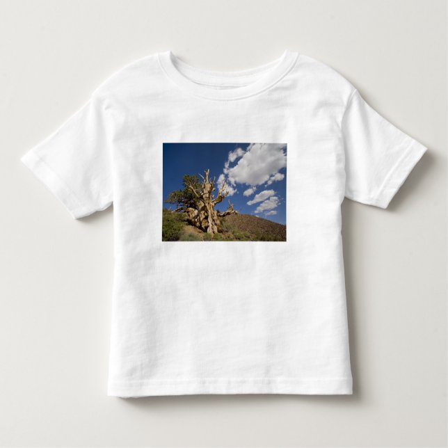Camiseta Infantil Pinheiro de Bristlecone na Floresta Antiga de Bris (Frente)