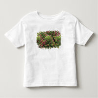 planta Sedum, Museu do Deserto de Arizona-Sonora,