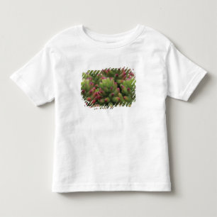 Camiseta Infantil planta Sedum, Museu do Deserto de Arizona-Sonora,