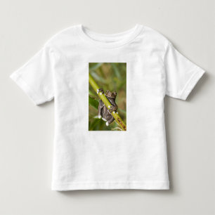 Camiseta Infantil Rã-árvore Cativa Tapichalaca Hyloscirtus