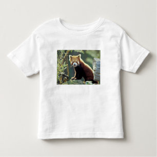 Camiseta Infantil Red Panda Ailurus fulgens)