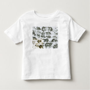 Camiseta Infantil Rodentia-Roedores ou animais de roedura