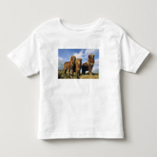 Camiseta Infantil Shetland Pony, ilhas Shetland do continente,