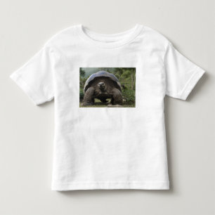 Camiseta Infantil Tartarugas Gigantes de Galapagos Geochelone