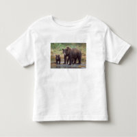 urso pardo, Ursus arctos, urso cinzento, Ursus 3